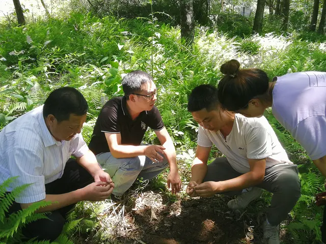 “天麻王子”赴宁强指导天麻种植技术