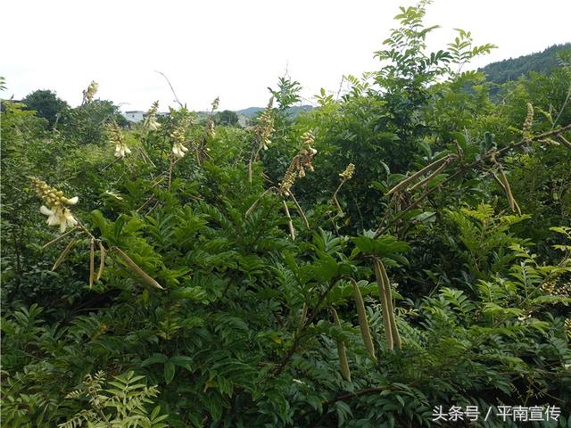 种植牛大力 平南这位村支书带领村民开辟致富新法宝