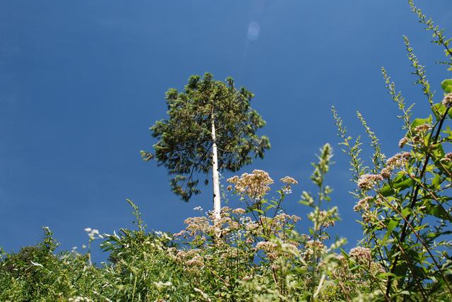 国家一级重点保护野生植物五针白皮松累计移植成活逾3000株