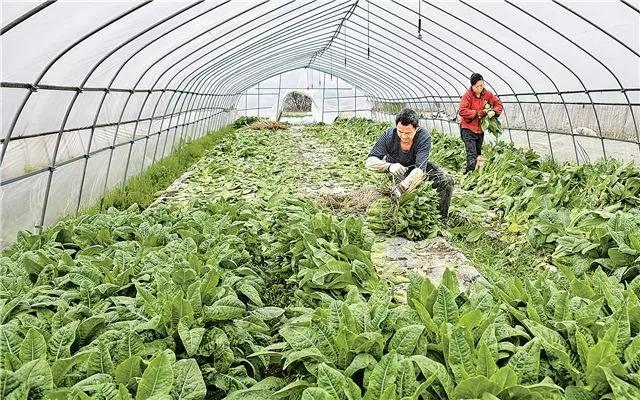 农业创业致富典型案例一一一向安康农民朋友推荐！