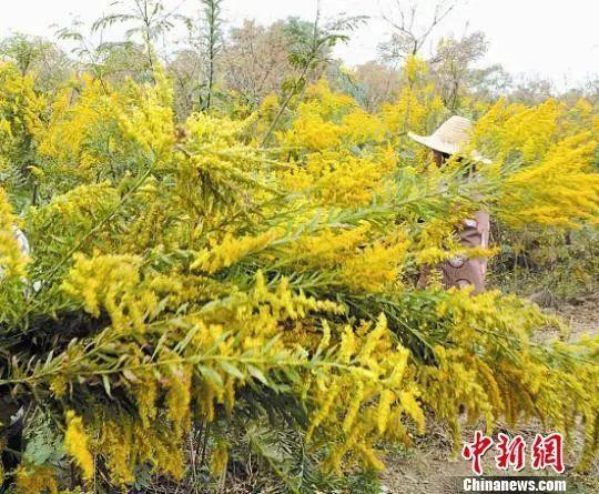 加拿大一枝黄花，全国“通缉”！多个省份已发现踪迹