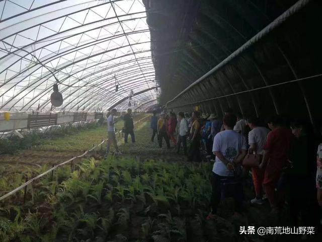 冬天里的一抹绿，冬季能吃到的新鲜山野菜你知道吗