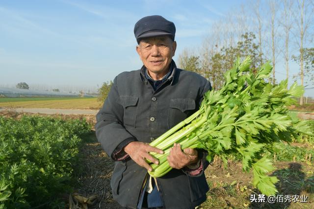 芹菜0.2元一斤，农民种植40亩遇市场难题，无奈“逼出”新销路