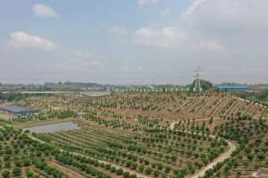 果苗种植基地(探访世界无花果大会参观点： “太空无花果” 茁壮成长 “无花果+樱桃”种植示范基地助力