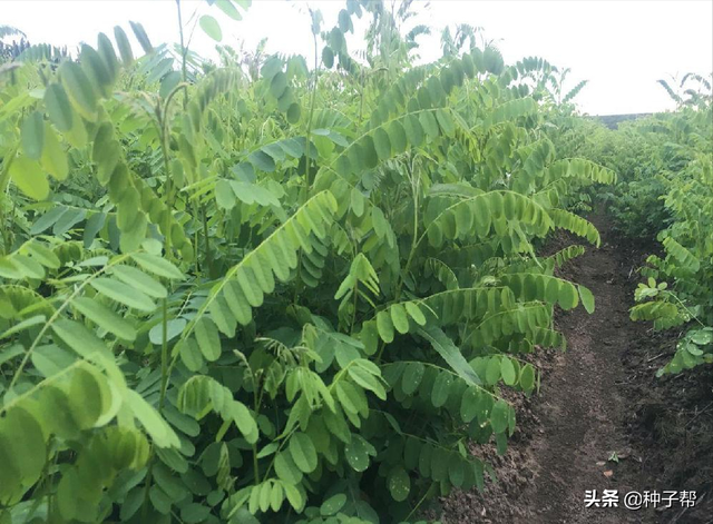 “铁杆绿肥”紫穗槐，肥效好，牛、羊优质牧草，还是防风固沙树种