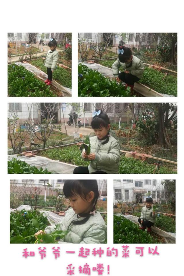 邂逅春天里——徐州市第二实验幼儿园大班组植物种植观察日记分享