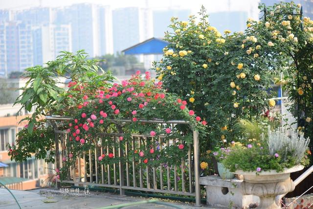 学学园艺大咖们的爬藤植物牵引术，花墙还是花廊都是小case啦