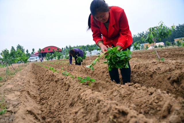 红薯高产种植技术：移栽时，适当埋叶、倒插，苗子成活快结果多