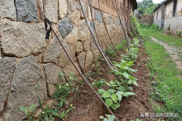 组图：一根木棍如何搭架种芸豆？看栖霞农村的巧方法