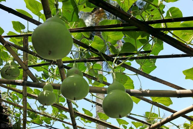 瓠瓜的种植技巧，你都会吗？来学学优质种植