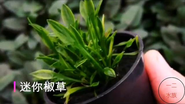 6种养不死的水草，草缸新手，鱼缸美景从它们开始