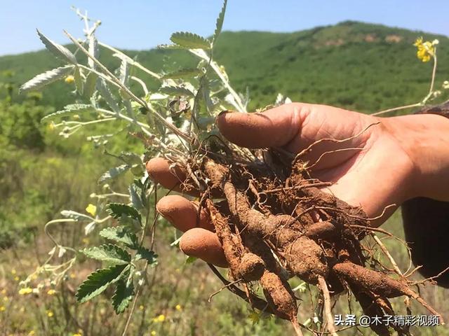 农村一种埋土里的“鸡腿”，儿时挖了当零食吃，如今才知价值极高