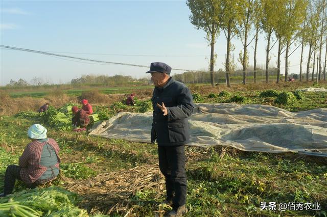 芹菜0.2元一斤，农民种植40亩遇市场难题，无奈“逼出”新销路