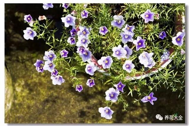 自从家里种了这些花，整个村的人都往我家跑！