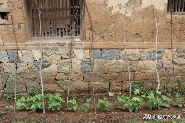 组图：一根木棍如何搭架种芸豆？看栖霞农村的巧方法