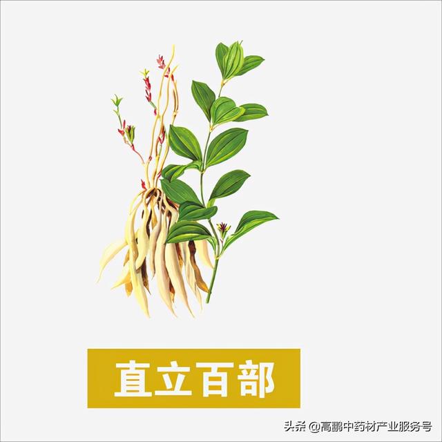 高鹏说药材：近年具有较大优势的药材品种，种植前景看好