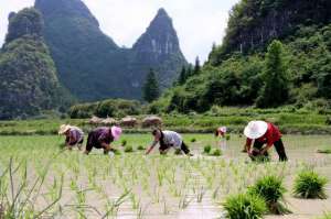 种植资讯(独山：6000亩优质水稻种植忙)