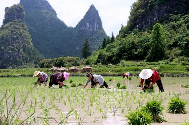 独山：6000亩优质水稻种植忙