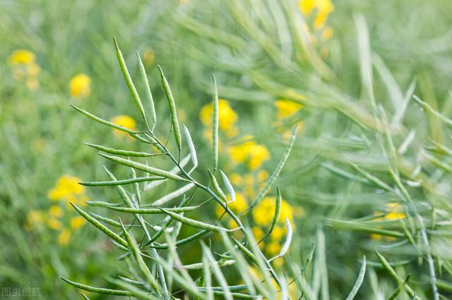 甜玉米、油菜复种种植技术，田间管理要做好，确保农民的经济效益