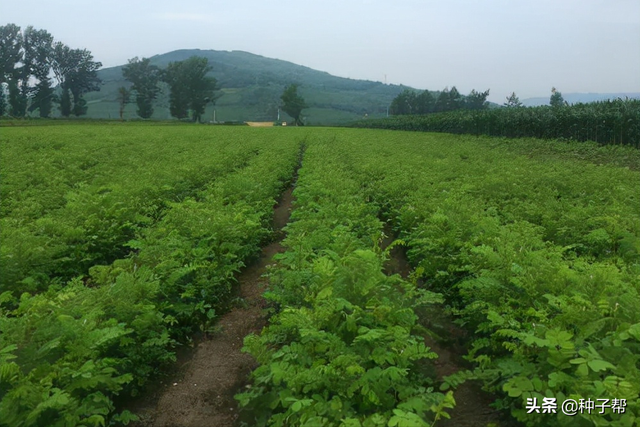 “铁杆绿肥”紫穗槐，肥效好，牛、羊优质牧草，还是防风固沙树种