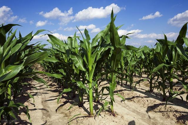 甜玉米、油菜复种种植技术，田间管理要做好，确保农民的经济效益