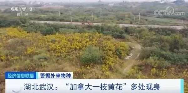 加拿大一枝黄花，全国“通缉”！多个省份已发现踪迹