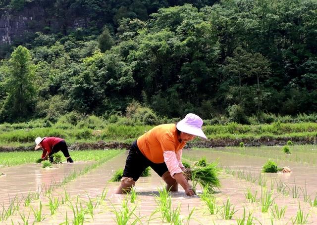 独山：6000亩优质水稻种植忙