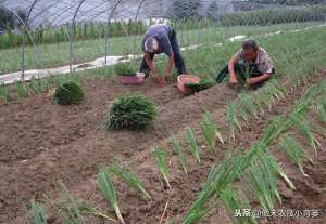 小葱的种植技术(种植大葱学会这几招，缓苗快、葱白粗长、产量高)