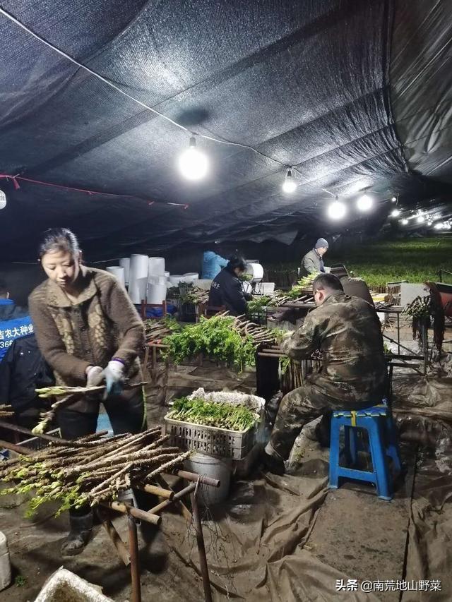 冬天里的一抹绿，冬季能吃到的新鲜山野菜你知道吗