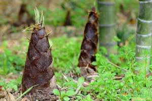 竹笋可以大棚种植吗(竹笋的价格多少钱一斤？高产竹笋需要掌握的种植技巧有哪些？)