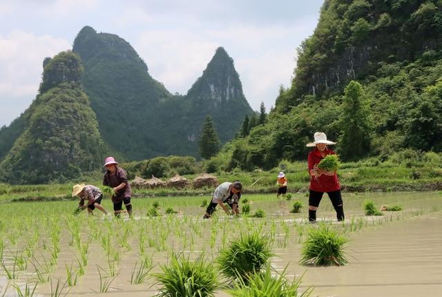 独山：6000亩优质水稻种植忙