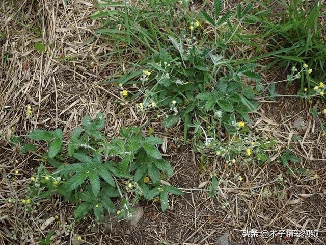 农村一种埋土里的“鸡腿”，儿时挖了当零食吃，如今才知价值极高