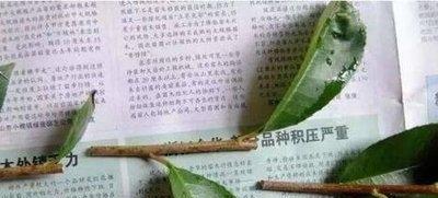 扦插桂花？原来就这么简单！教你几步，来年桂花开，芬芳飘满院