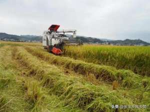 阳台蘑菇种植视频播放(用稻草种平菇，成本低收入高，方法简单，一看就会)