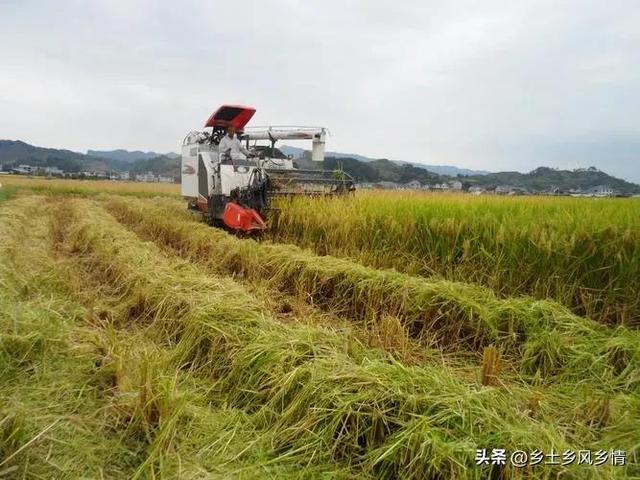 用稻草种平菇，成本低收入高，方法简单，一看就会