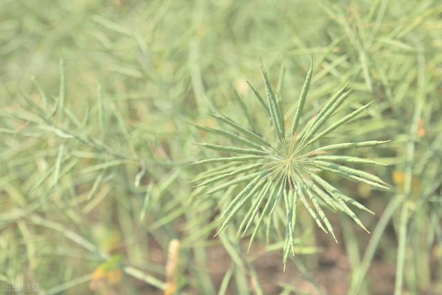 甜玉米、油菜复种种植技术，田间管理要做好，确保农民的经济效益