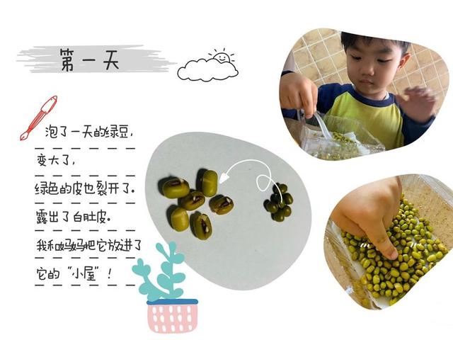 邂逅春天里——徐州市第二实验幼儿园大班组植物种植观察日记分享