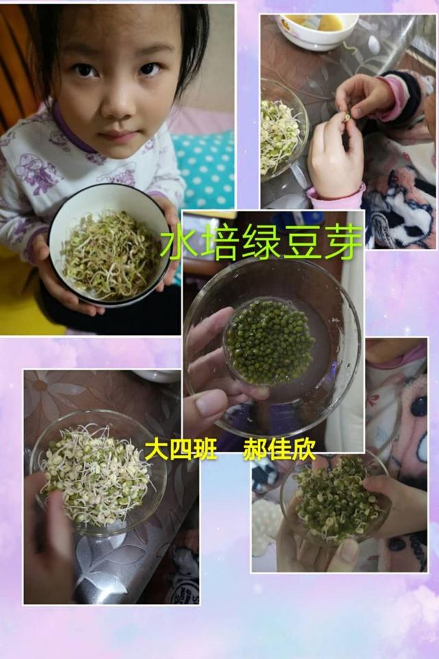 邂逅春天里——徐州市第二实验幼儿园大班组植物种植观察日记分享