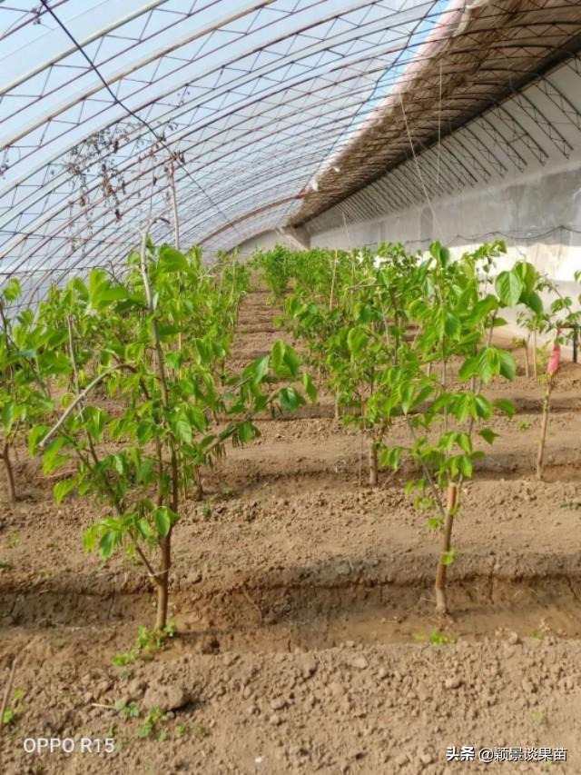 温室大棚效益高的九大水果苗，北方大棚可种植的南方优质特色品种