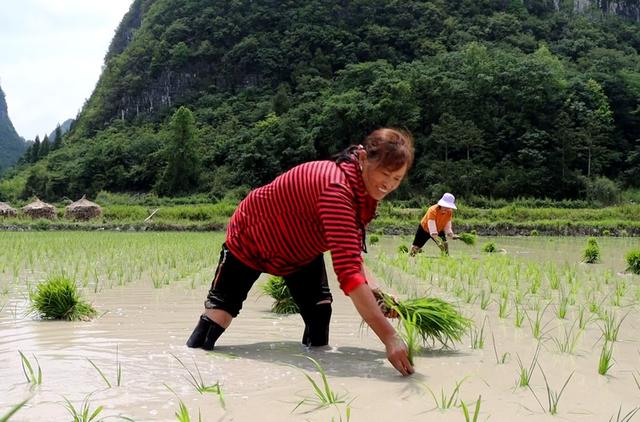 独山：6000亩优质水稻种植忙