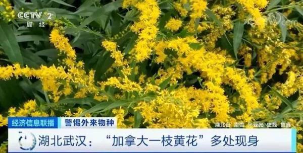 加拿大一枝黄花，全国“通缉”！多个省份已发现踪迹