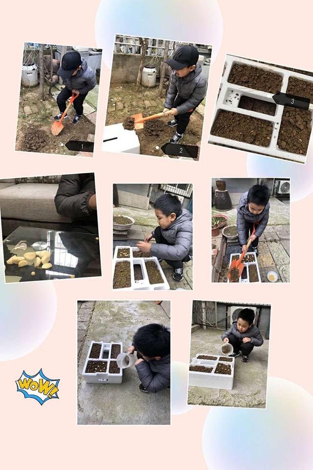 邂逅春天里——徐州市第二实验幼儿园大班组植物种植观察日记分享