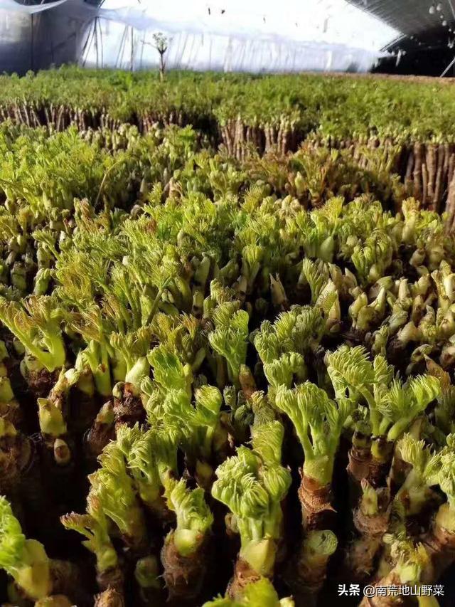 冬天里的一抹绿，冬季能吃到的新鲜山野菜你知道吗