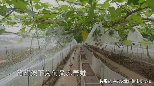 【田间示范秀】大棚种葡萄 青蛙来帮忙