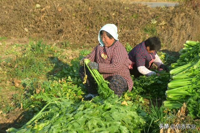 芹菜0.2元一斤，农民种植40亩遇市场难题，无奈“逼出”新销路