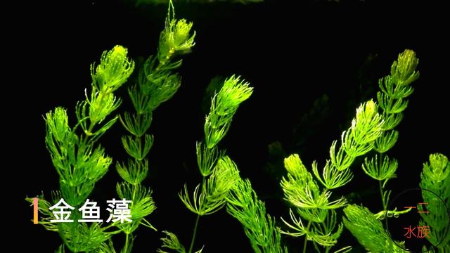 6种养不死的水草，草缸新手，鱼缸美景从它们开始