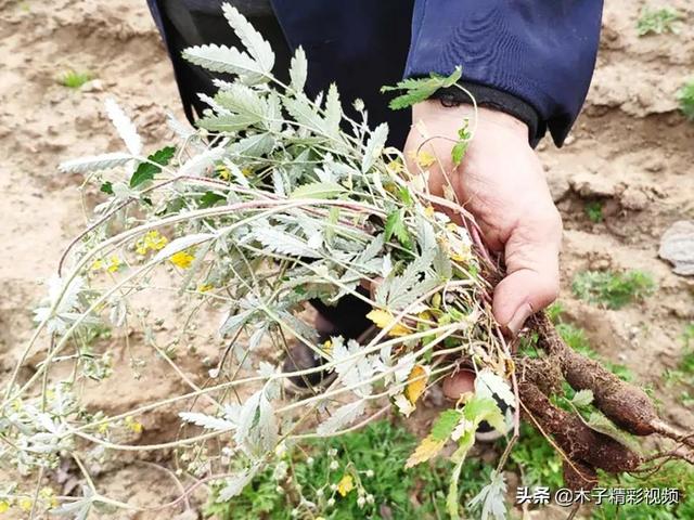 农村一种埋土里的“鸡腿”，儿时挖了当零食吃，如今才知价值极高