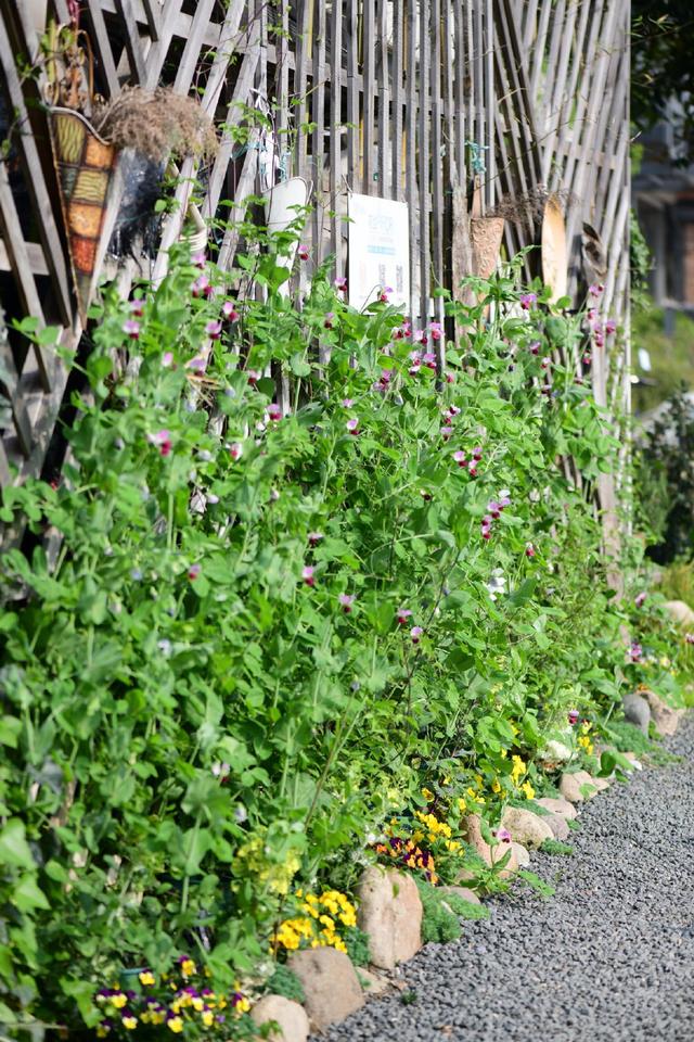 学学园艺大咖们的爬藤植物牵引术，花墙还是花廊都是小case啦