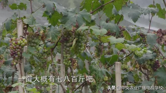 【田间示范秀】大棚种葡萄 青蛙来帮忙