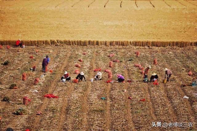 山东小伙回家种50亩大蒜，今年能赚多少钱？他说：瞎猫碰到死耗子